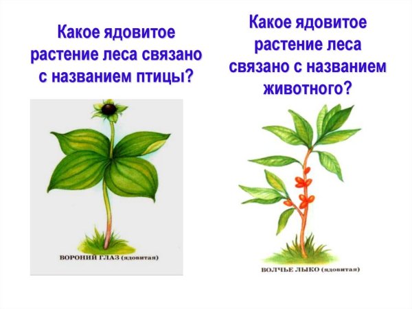 Ядовитые и неядовитые растения