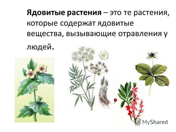 Борщевик и амброзия