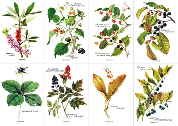 Плакат лекарственные растения