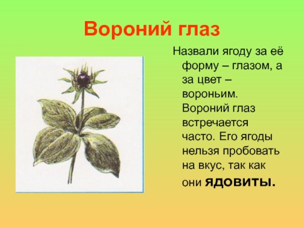 Волчье лыко и Вороний глаз