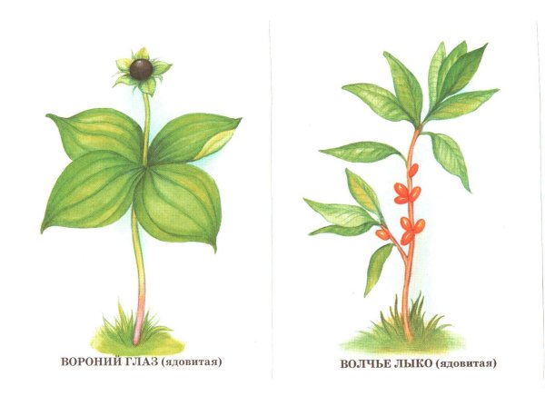 Вороний глаз борщевик