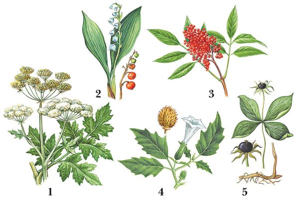 Корневище Вороньего глаза