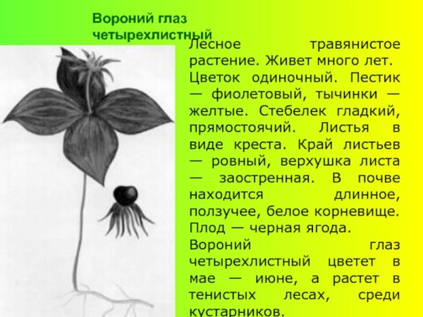 Лесные растения