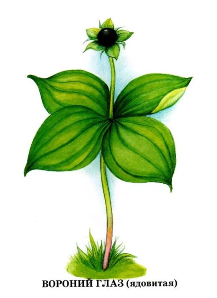 Ядовитые растения