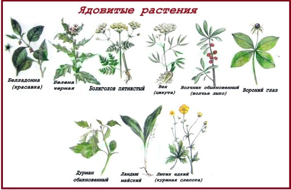Ядовитые растения