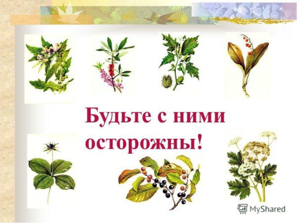 Растительный рисунок