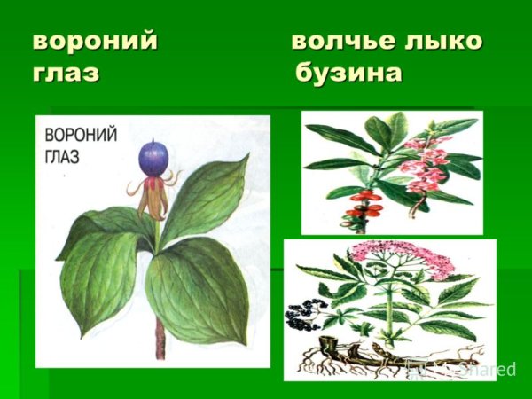 Ядовитые дикорастущие растения