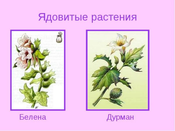 Борщевик Сосновского раскраска