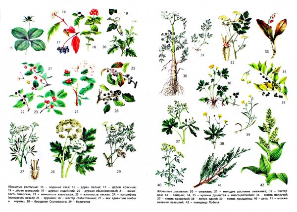 Раскраска Волчье лыко растение