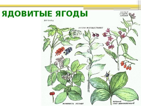 Злое растение