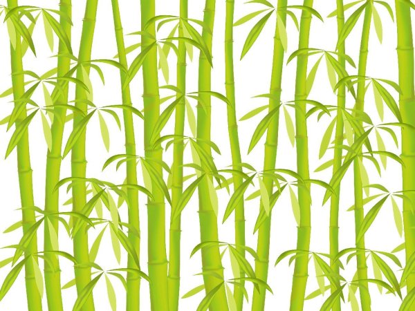 Бамбук японский Ориенталь