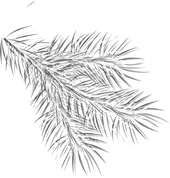 Рисование ветки ели