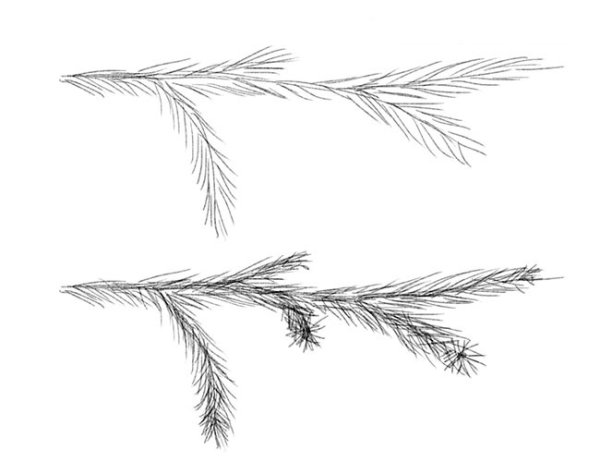 Рисование еловой ветки