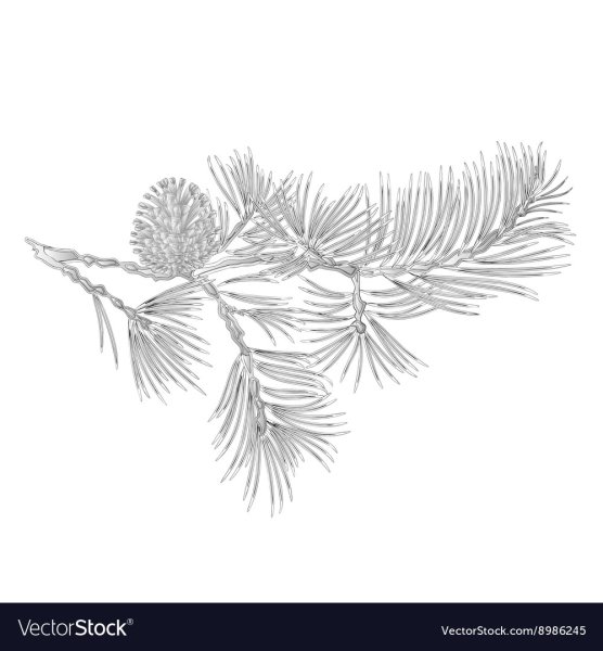 Хвойная ветка трафарет