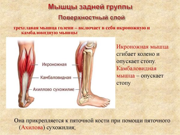 Икроножная и камбаловидная мышцы
