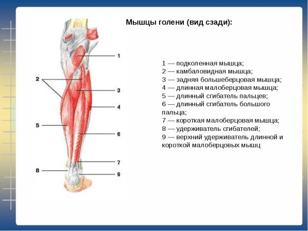 Мышцы голени передняя группа глубокий слой