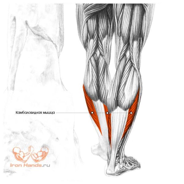 Функция камбаловидной мышцы