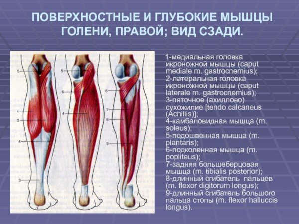 Мышцы голени задняя группа анатомия