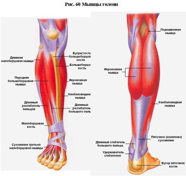 Мышцы голени передняя большеберцовая мышца