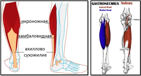 Камбаловидная мышца анатомия нижние конечности