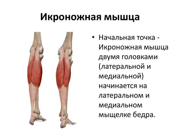 Точки крепления икроножной мышцы