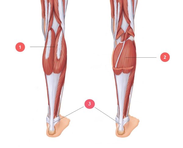 Икроножная и камбаловидная мышцы анатомия