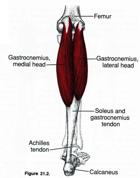 Камбаловидная мышца (m.Soleus)