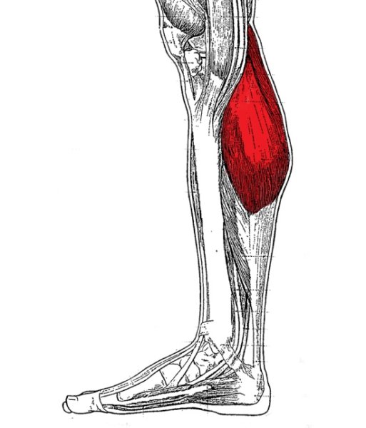 Камбаловидная мышца голени анатомия