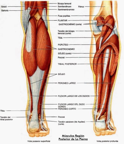 Икроножная и камбаловидная мышцы