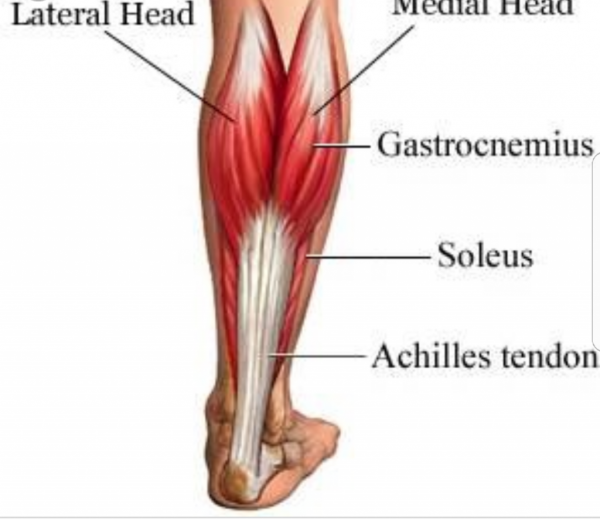 Сухожилие икроножной мышцы