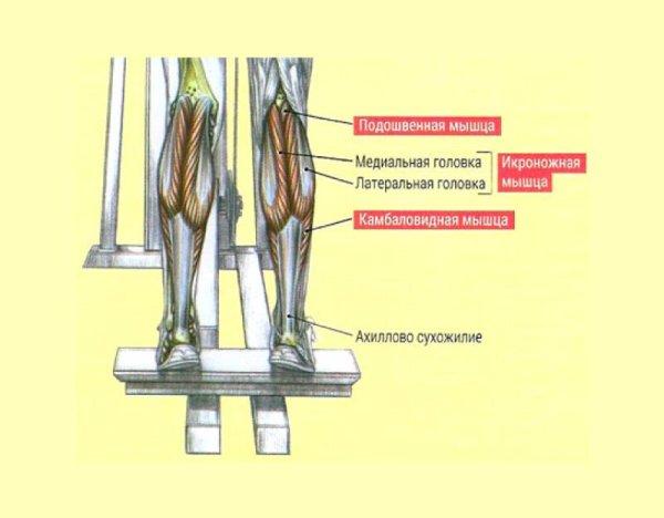 Медиальная головка икроножной мышцы функции