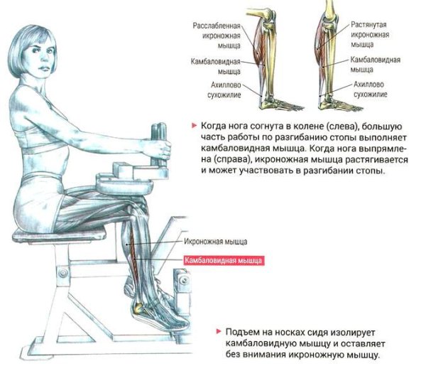 Камбаловидная мышца упражнения для укрепления