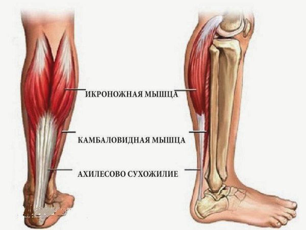 Сухожилия икроножной мышцы анатомия