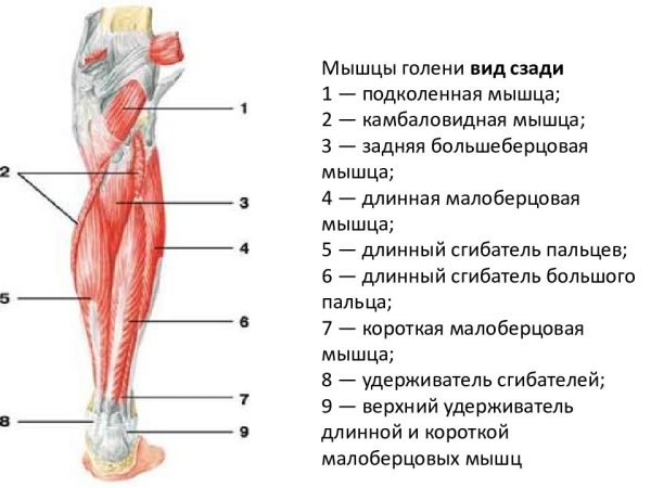 Мышцы голени задняя группа анатомия