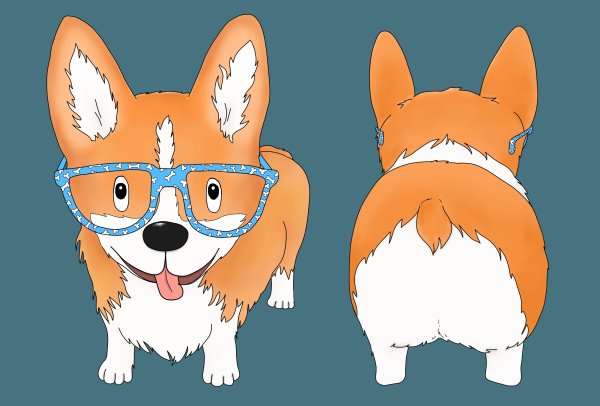 Морда корги спереди