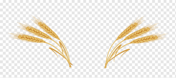 Колоски пшеницы полоска