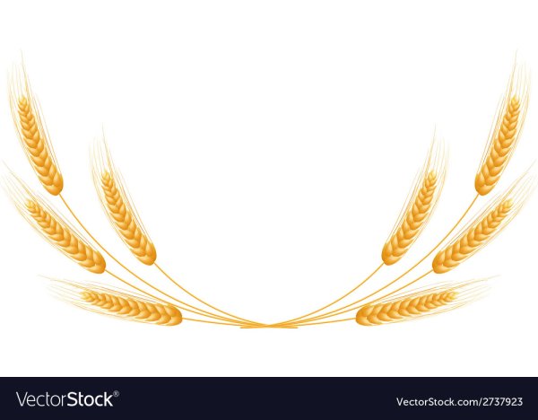 Колоски для оформления