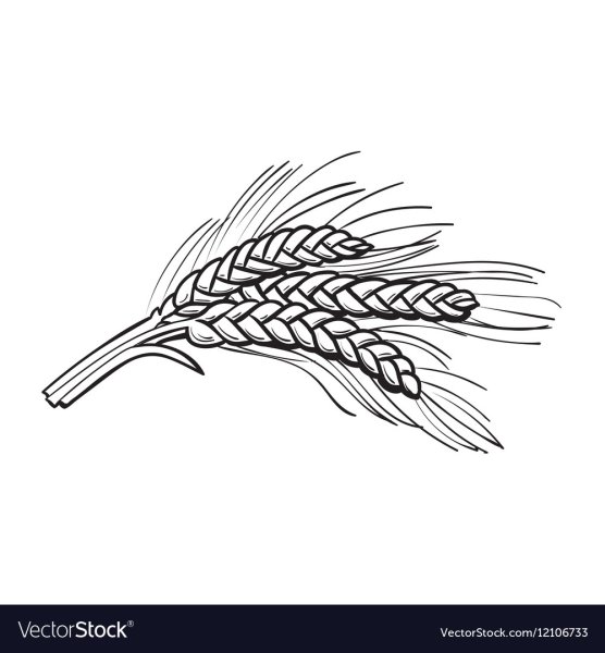 Колосок черно белый