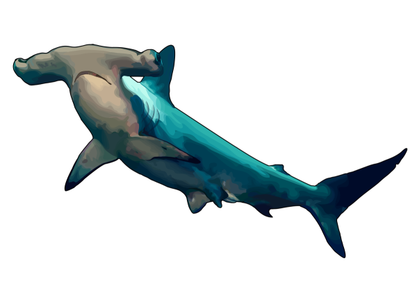 Акула молот