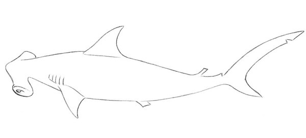 Акула молот раскраска