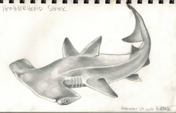 Нарисовать акулу молот