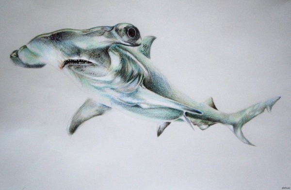 Акула молот карандашом