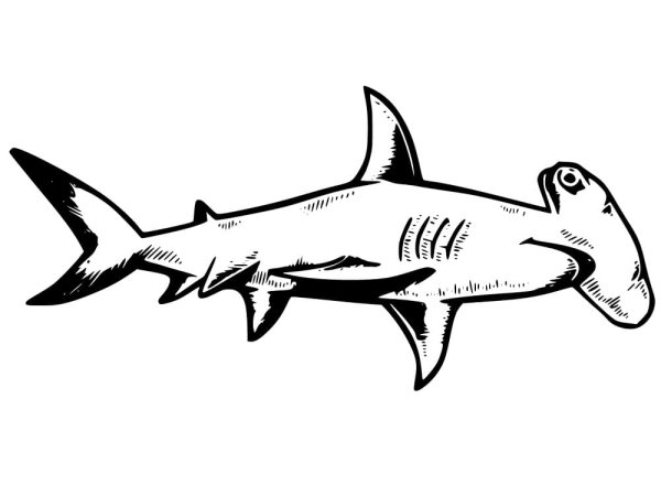 Акулы с рыбами чб