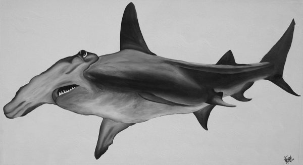 Акула молот