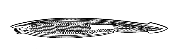 Черно белый ланцетник