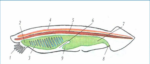 Схема внутреннего строения ланцетника рис 108