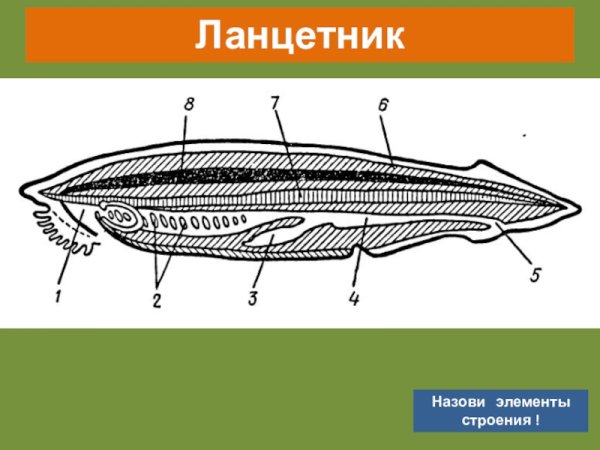 Гонады у ланцетника