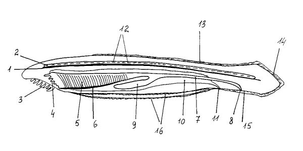 Эндостиль ланцетника