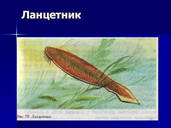 Схема внешнего строения ланцетника