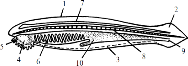 Ланцетник строение